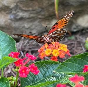 Meet your Posher, Ally